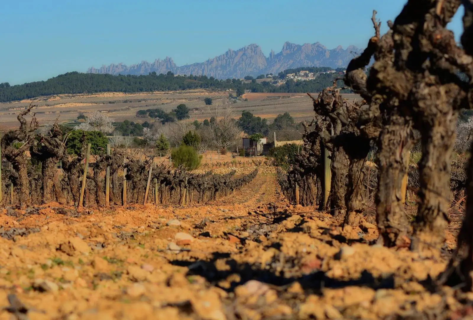 Viñedos de Sant Sadurní d’Anoia, en el Penedès, con Montserrat al fondo
